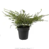 Payne's Thryptomene - Alternate photo