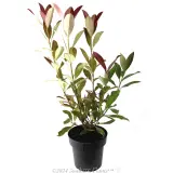 Sweet Viburnum 'Coppertop' - Alternate photo