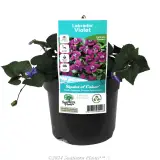 Labrador Violet - Plant photo