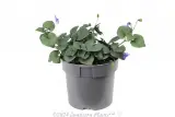 Labrador Violet - Alternate photo