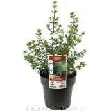 Westringia glabra - Plant photo