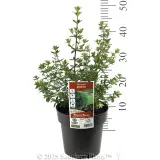 Westringia glabra - Product photo