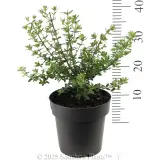 Westringia glabra - Reference photo