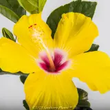 Hibiscus rosa-sinensis - Primary