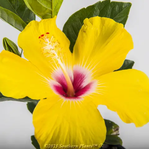 Hibiscus rosa-sinensis