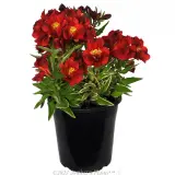 Alstroemeria Princess Lilies® Assorted - Alternate photo