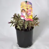 Hebe Orphan Annie - Plant photo