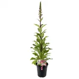 Berry Canary Foxglove - Plant photo