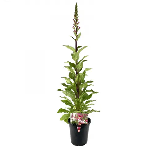 Berry Canary Foxglove