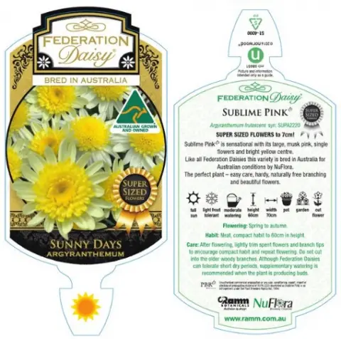 Sunny Days Federation Daisy