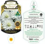 Super Duper Federation Daisy - Primary