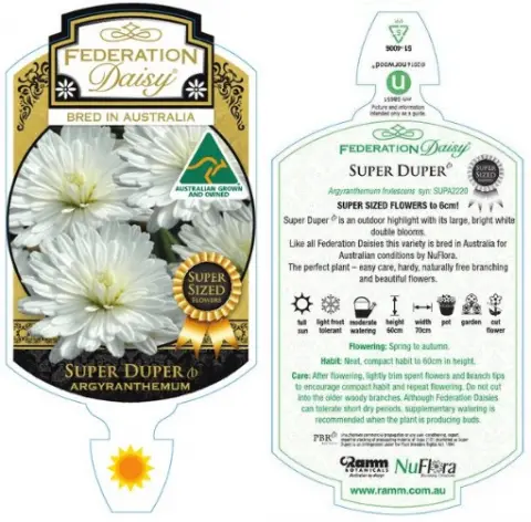 Super Duper Federation Daisy
