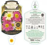 Super Chameleon Federation Daisy - Primary