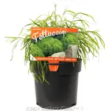 Acacia Fettuccini - Plant photo