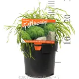 Acacia Fettuccini - Product photo