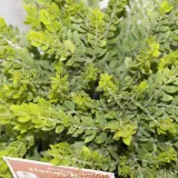 Dwarf Sticky Wattle - Product photo