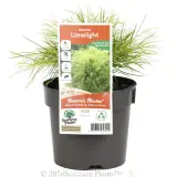 Limelight Bower Wattle - Plant photo