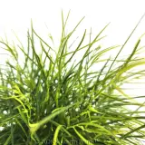 Limelight Bower Wattle - Detail photo