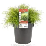 Limelight Bower Wattle - Plant photo
