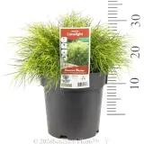Limelight Bower Wattle - Product photo