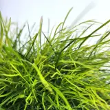 Limelight Bower Wattle - Detail photo