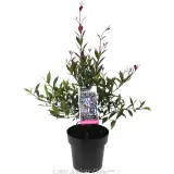 Lilly Pilly 'Cherry Black' - Plant photo
