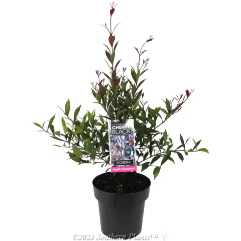 Lilly Pilly 'Cherry Black'