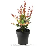 Lilly Pilly Firescreen - Plant photo