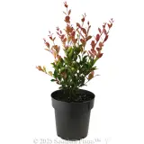 Lilly Pilly Firescreen - Alternate photo