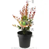 Lilly Pilly Firescreen - Product photo