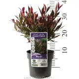 Lilly Pilly Forest Flame - Product photo