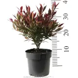 Lilly Pilly Forest Flame - Reference photo