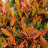Lilly Pilly Forest Flame - Product photo