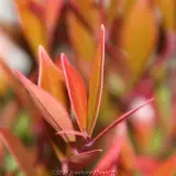 Lilly Pilly Forest Flame - Reference photo