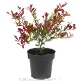 Orange Crush Lilly Pilly - Alt
