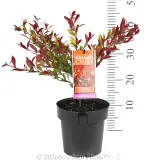 Orange Crush Lilly Pilly - Pack