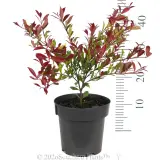 Orange Crush Lilly Pilly - Ruler