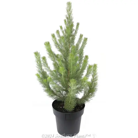 Woolly Bush