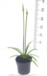 Agapanthus Baby Blue - Primary