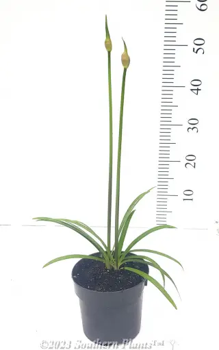 Agapanthus Baby Blue