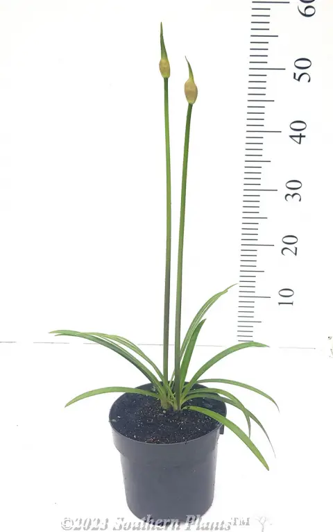 Agapanthus Baby Blue