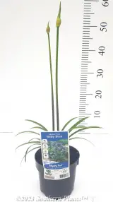 Agapanthus Baby Blue - Alt