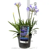 Agapanthus Baby Pete - Product photo