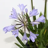 Agapanthus Baby Pete - Detail photo