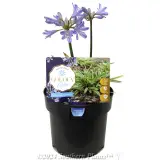 Agapanthus Golden Pixie - Plant photo