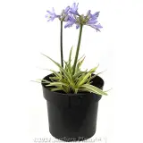 Agapanthus Golden Pixie - Alternate photo