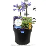 Agapanthus Golden Pixie - Product photo