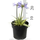 Agapanthus Golden Pixie - Reference photo