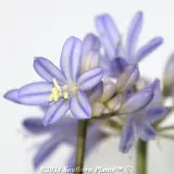 Agapanthus Golden Pixie - Detail photo