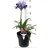 Agapanthus Buccaneer™ - Product photo